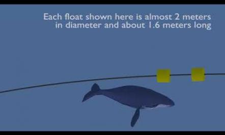 Humpback Whales and Floating Offshore Wind Farms
