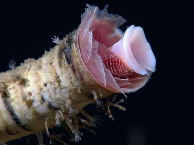 Tubeworm with Blossom