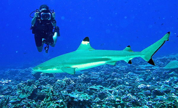 Donna Palmyra Atoll