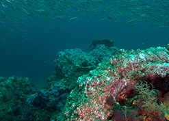 BOEM archaeologists worked alongside NOAA scientists during investigations at the Steamer City of Houston, lost in 1878