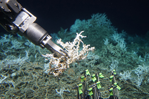 Alvin collects a sample of Lophelia pertusa from an extensive mound of both dead and live coral.  Image copyright Woods Hole Oceanographic Institution.