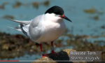 Roseate Tern bird
