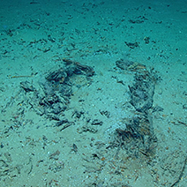 Blake Ridge Shipwreck