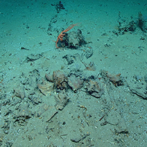 Blake Ridge Shipwreck