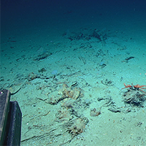 Blake Ridge Shipwreck