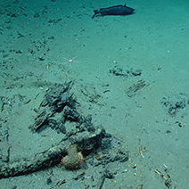 Blake Ridge Shipwreck