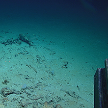 Blake Ridge Shipwreck