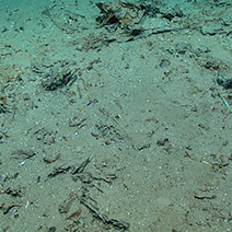 Blake Ridge Shipwreck