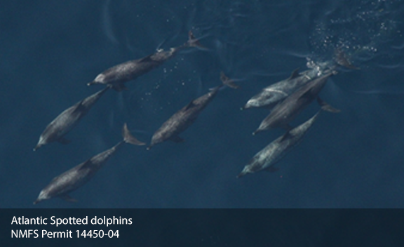 GOMMAPPS-FD-Atlantic-Spotted-dolphins-NMFS-Permit-14450-04