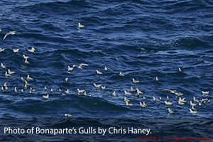Bonaparte-Gulls