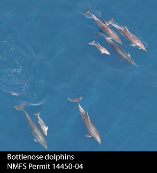 GOMMAPPS-FD-Bottlenose-dolphins-NMFS-Permit-14450-04
