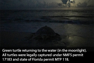 Green Turtle Moonlight Green-Turtle-Moonlight