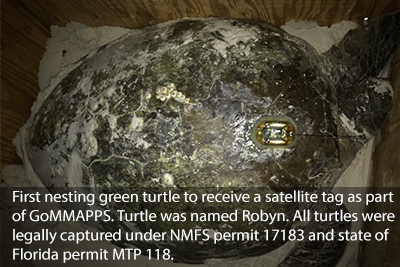 Green Turtle Robyn Green-Turtle-Robin
