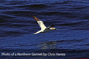 Northern-Gannet