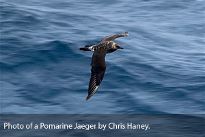 Pomarine-Jaeger