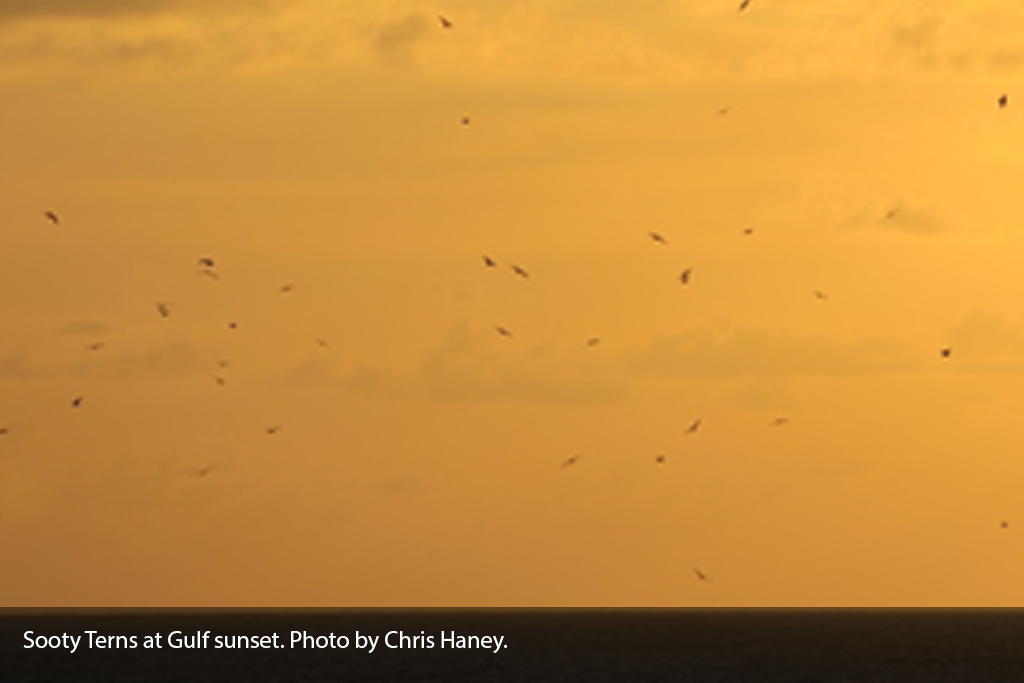 Sooty-Terns