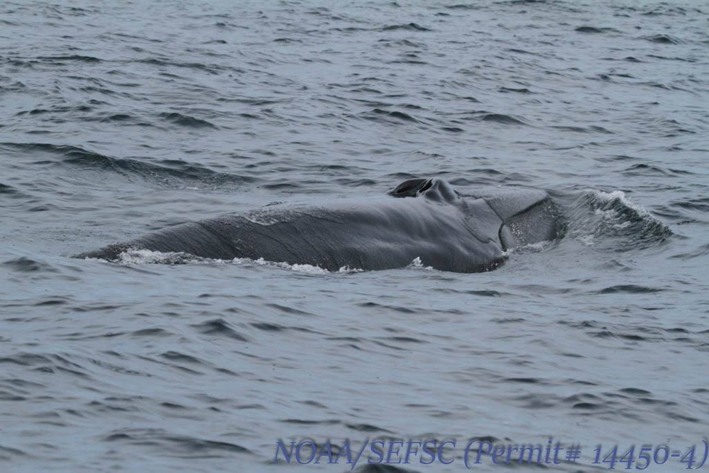 Brydes-Whale