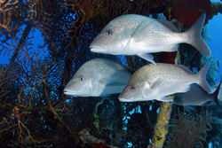 Photo of three fish past underwater pipe