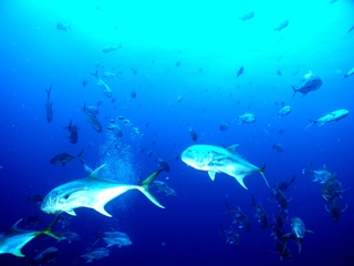 Photo of Underwater Fish