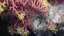Basket stars on corals Norfolk canyon also Lophelia NOAA OER-BOEM-USGS t
