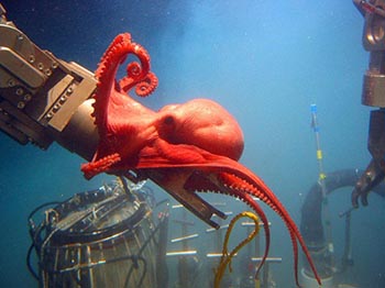 This stunning octopod, Benthoctopus sp., seemed quite interested in the deep submergence vehicle Alvin’s port manipulator arm. Those inside the sub were surprised by the octopod’s inquisitive behavior. Image courtesy of Bruce Strickrott, Expedition to the Deep Slope. 