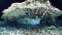 A fantastic “amphitheater of chemosynthetic life.” Image courtesy of NOAA Okeanos Explorer Program, Gulf of Mexico 2014 Expedition