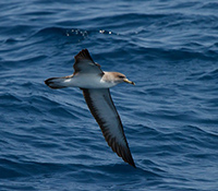 Cory's Shearwater