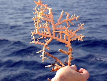 The ROV Jason collected this deep sea coral specimen at Green Canyon 852 (GC 852), the Coral Garden. Image courtesy of Expedition to the Deep Slope 2007, NOAA-OE