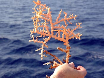 The ROV Jason collected this deep sea coral specimen at Green Canyon 852 (GC 852), the Coral Garden. Image courtesy of Expedition to the Deep Slope 2007, NOAA-OE The ROV Jason collected this deep sea coral specimen at Green Canyon 852 (GC 852), the Coral Garden. Image courtesy of Expedition to the Deep Slope 2007, NOAA-OE