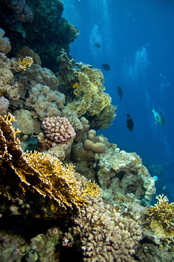 Image of Deep Sea Plants