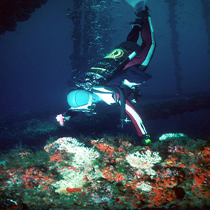 Photo of a diver behind platform legs