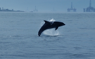 Dolphin-with-Platforms-in-the-background