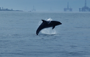 Dolphin-with-Platforms-in-the-background