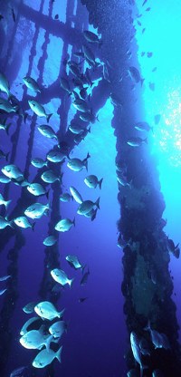 Photo of Fish Around Platform Legs