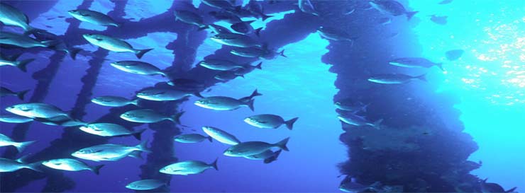 Close-up Photo View of Fish Around Platform Legs