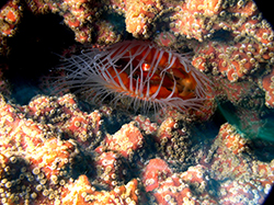 Flam Scallop nestled in an orange sponge that hosts colonial zooid in the East Flower Garden Bank, Gulf of Mexico. Photo by: James Sinclair, BOEM