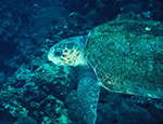 Nesting beach habitat for loggerhead sea turtles will be restored with the Collier County project.