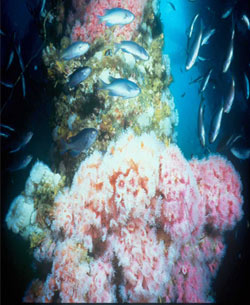 Underwater plants on a platform leg.