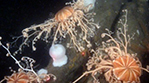 Basket stars photographed on the ocean floor off Oregon. BOEM photo