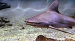 Sandbar sharks considered in electomagnetic field (EMF) study. BOEM photo