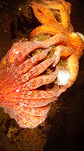 Two giant sea stars from the Pacific Northwest benthic habitat and geology characterization study. Photo: Oregon State University Two giant sea stars from the Pacific Northwest benthic habitat and geology characterization study. Photo: Oregon State University