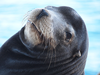 Sea Lion Bull offshore Pacific platform