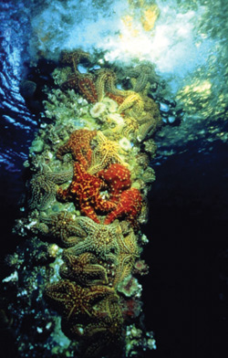 Image of Starfish on Rig Leg