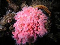 Strawberry anemone. Photo by Greg Sanders, BOEM