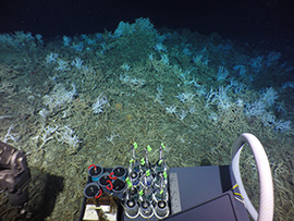 Thriving Lophelia pertusa reefs 