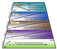 This chart depicts the summary of conclusions from the Trophic Links study of interannual trends in the diet of Arctic fishes and ice seal species.