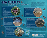 Sea Turtles of the Gulf of Mexico