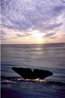 Whale tail merged with a sunset.jpg