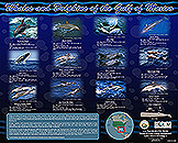 Whales and Dolphins of the Gulf of Mexico