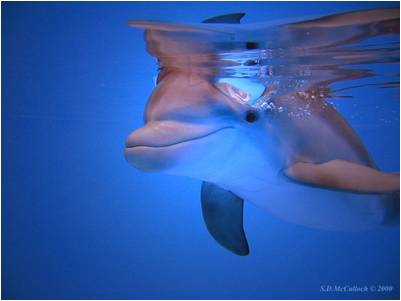 bottle nose dolphin